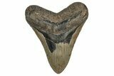 Fossil Megalodon Tooth - North Carolina #348157-1